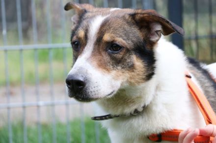 Bobby, Hütehund-Mix, geb. 2015, sensibler Rüde su. einfühlsame, ruhige Menschen