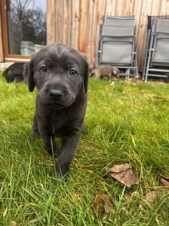 Typvolle reinrassige Labrador Retriever Welpen aus privatem Wurf