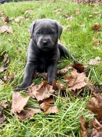 Typvolle reinrassige Labrador Retriever Welpen aus privatem Wurf
