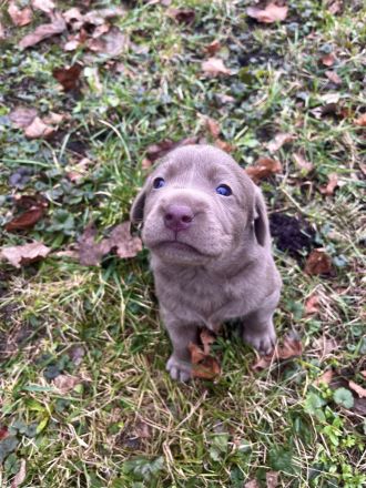 Typvolle reinrassige Labrador Retriever Welpen aus privatem Wurf