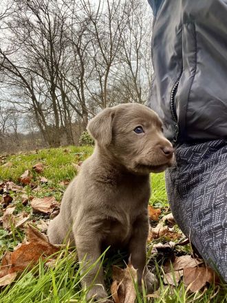 Typvolle reinrassige Labrador Retriever Welpen aus privatem Wurf
