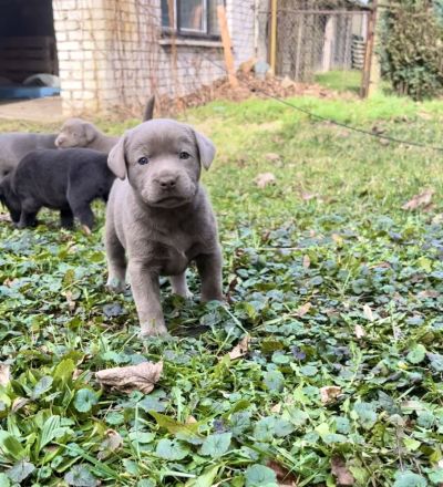 Typvolle reinrassige Labrador Retriever Welpen aus privatem Wurf