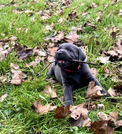 Typvolle reinrassige Labrador Retriever Welpen aus privatem Wurf