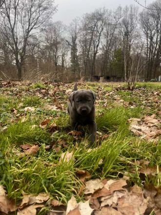 Typvolle reinrassige Labrador Retriever Welpen aus privatem Wurf