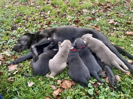 Typvolle reinrassige Labrador Retriever Welpen aus privatem Wurf