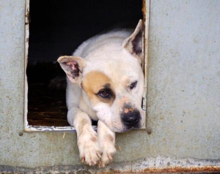 Hast du ein Körbchen für den lieben Winston?