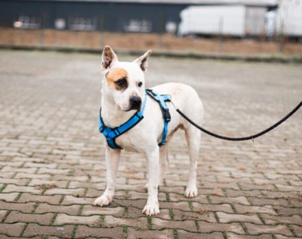 Hast du ein Körbchen für den lieben Winston?