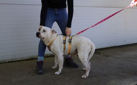 Hast du ein Körbchen für den lieben Winston?