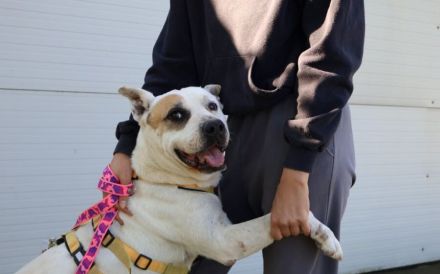 Hast du ein Körbchen für den lieben Winston?