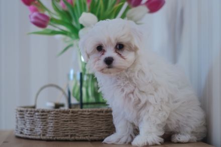 Entzückende Hündin sucht ein liebevolles Zuhause! Malteser Mix.