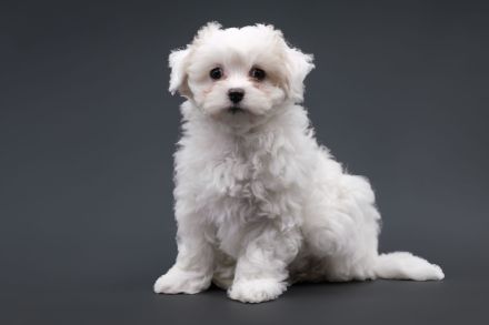 Entzückende Hündin sucht ein liebevolles Zuhause! Malteser Mix.