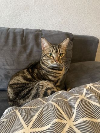Zwei Kater suchen neues zu Hause