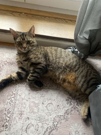 Zwei Kater suchen neues zu Hause