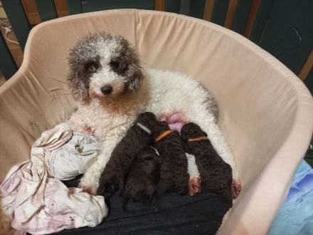 Welpen Spanischer wasserhund