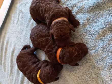 Welpen Spanischer wasserhund