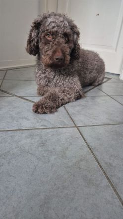 Welpen Spanischer wasserhund