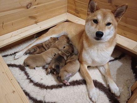 *Shiba Inu Welpen* reinrassig, mit Papieren