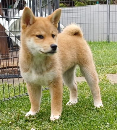 Shiba Inu Welpen Dezember 2025