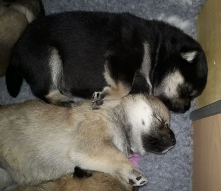 Shiba Inu Welpen Dezember 2025