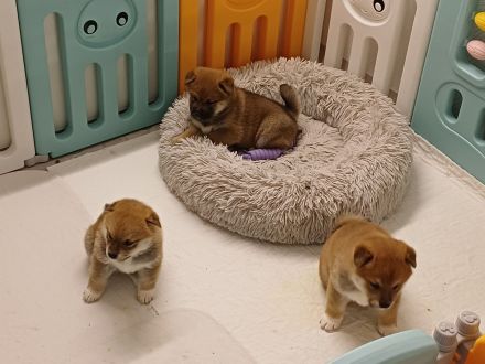 Shiba Inu Welpen