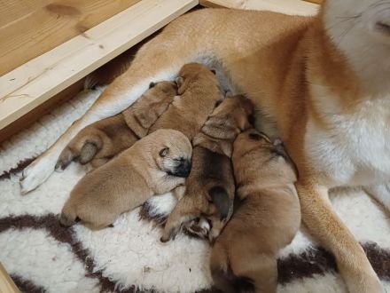 *Shiba Inu Welpen* reinrassig, mit Papieren