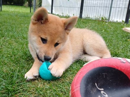 Shiba Inu Welpen Dezember 2025