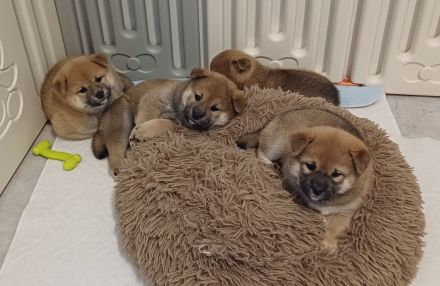 Shiba Inu Welpen