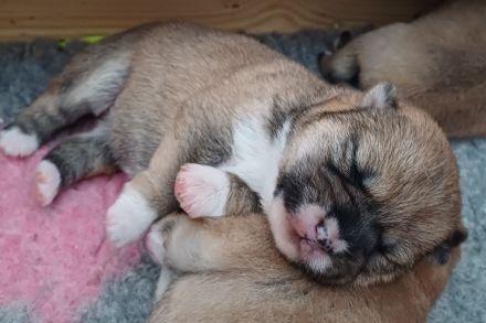 *Shiba Inu Welpen* reinrassig, mit Papieren