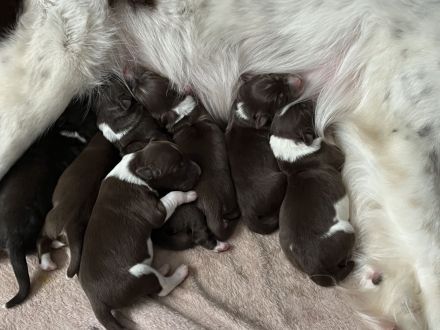 Australien Shepherd Welpen ❤️