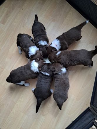 Australien Shepherd Welpen ❤️