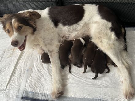 Australien Shepherd Welpen ❤️