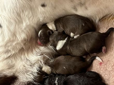 Australien Shepherd Welpen ❤️