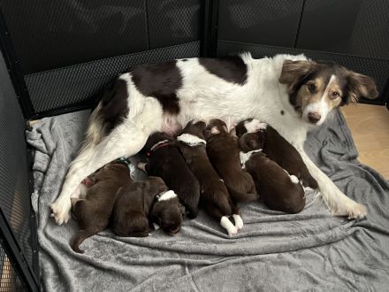 Australien Shepherd Welpen ❤️