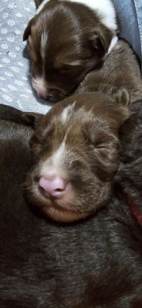 Australien Shepherd Welpen ❤️