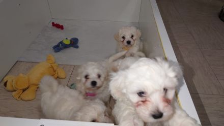 Malteser Welpen