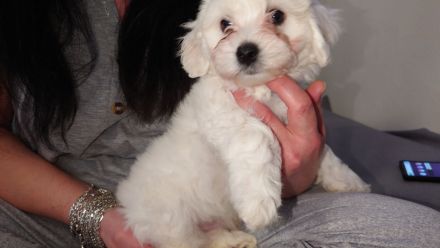 Malteser Welpen