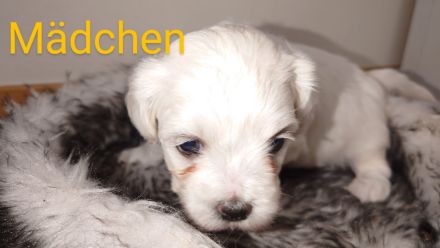 Malteser Welpen