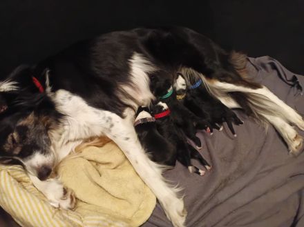 Border Collie Tricolor Welpen