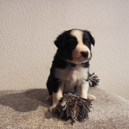 Border Collie Tricolor Welpen