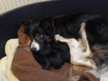 Border Collie Tricolor Welpen