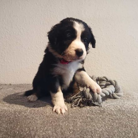Border Collie Tricolor Welpen