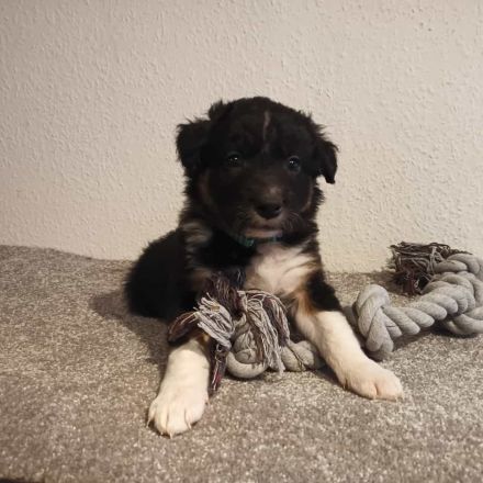Border Collie Tricolor Welpen