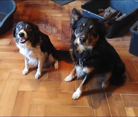 Border Collie Tricolor Welpen