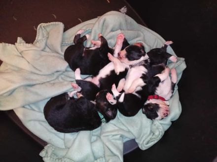 Border Collie Tricolor Welpen