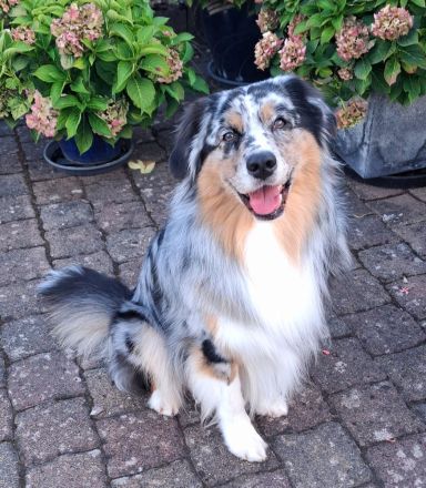 Australian Shepherd Deckrüde ASCA, DNA CP