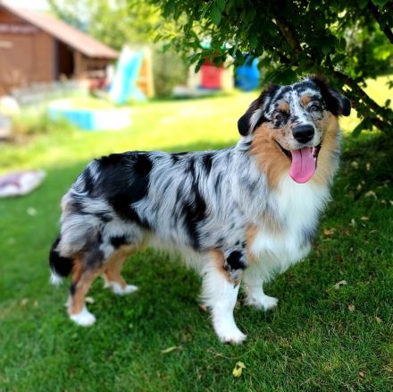 Australian Shepherd Deckrüde