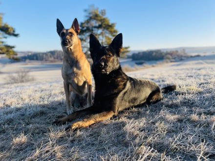 Deckrüde DSH DDR Linie TOP Gesund und tolles Wesen DEUTSCHER SCHÄFERHUND Stockhaar