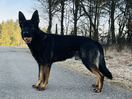 Deckrüde DSH DDR Linie TOP Gesund und tolles Wesen DEUTSCHER SCHÄFERHUND Stockhaar
