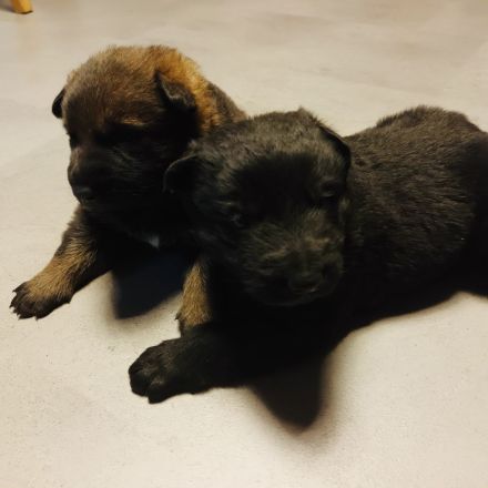 Deckrüde DSH DDR Linie TOP Gesund und tolles Wesen DEUTSCHER SCHÄFERHUND Stockhaar