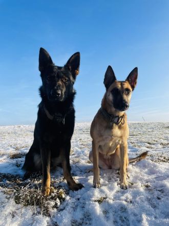 Deckrüde DSH DDR Linie TOP Gesund und tolles Wesen DEUTSCHER SCHÄFERHUND Stockhaar